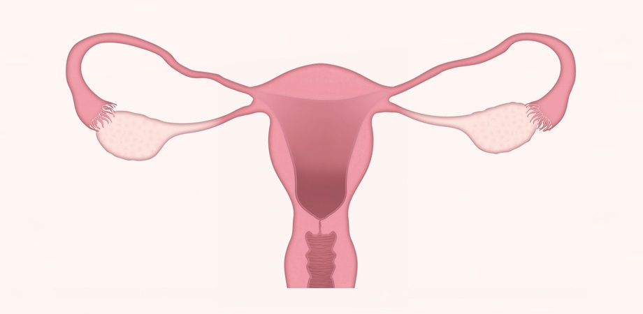 cum apare ovulatia